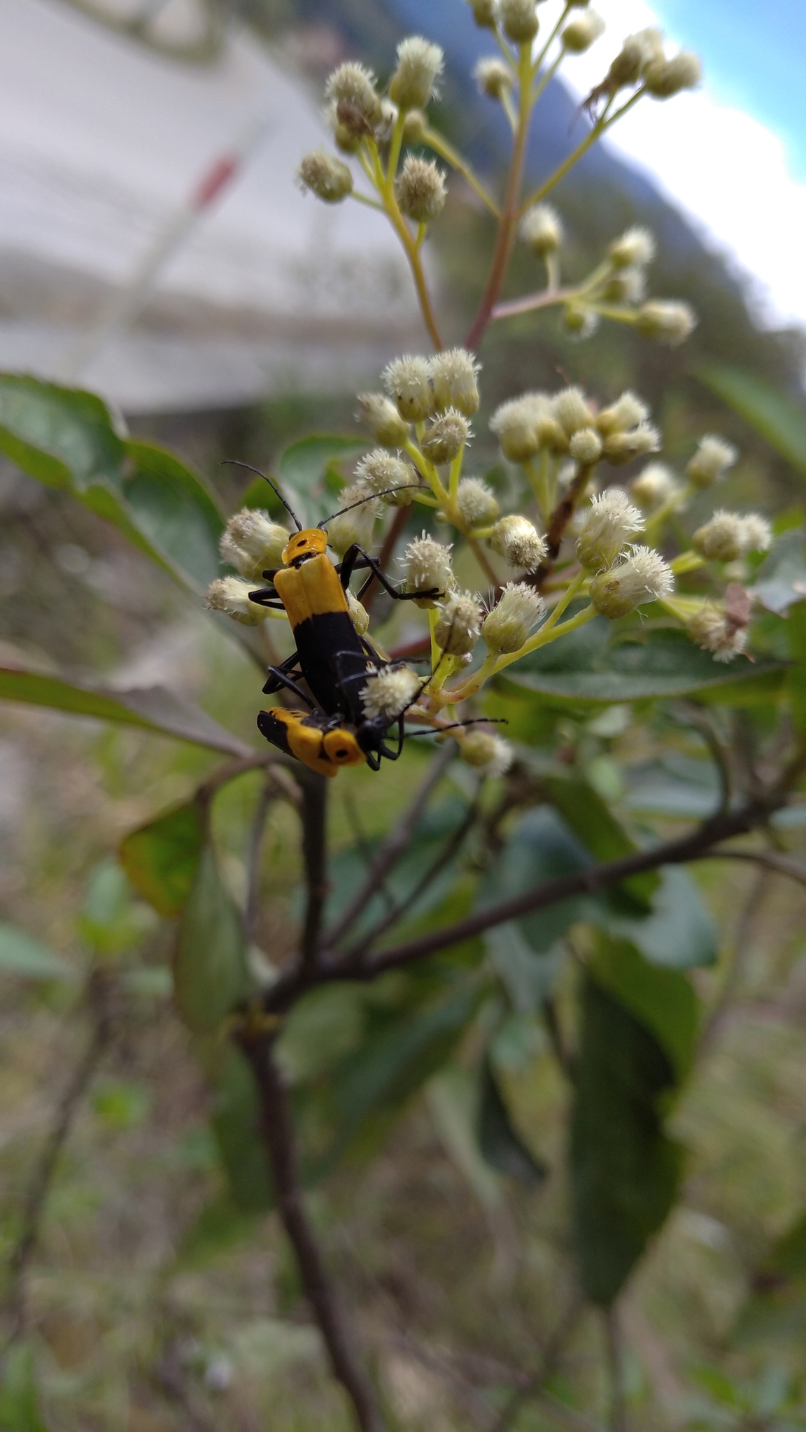 Cantharidae image