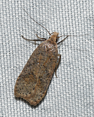 Dichomeris ventrellus