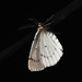 Chain-dotted Geometer - Photo (c) Josh Vandermeulen, some rights reserved (CC BY-NC-ND), uploaded by Josh Vandermeulen