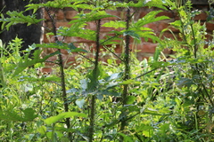 Solanum atropurpureum