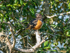 Pipilo erythrophthalmus alleni