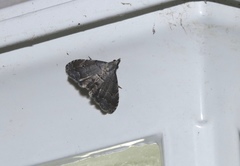 Phalaenostola larentioides