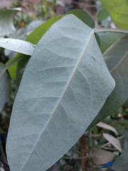 Magnoliopsida
