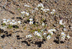 Leptosiphon chrysanthus decorus