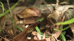 Gasteruption albicuspis