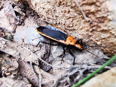 Rhiginia cinctiventris