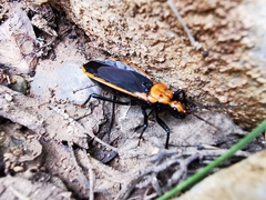 Rhiginia cinctiventris