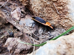 Rhiginia cinctiventris