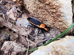 Rhiginia cinctiventris