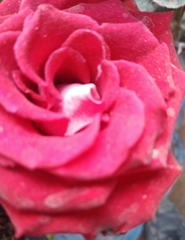 Rosa chinensis