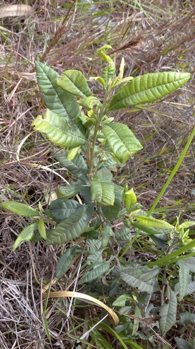 Morella pubescens image