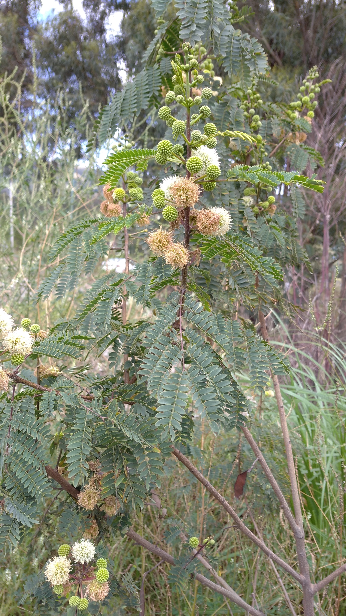 Leucaena leucocephala image