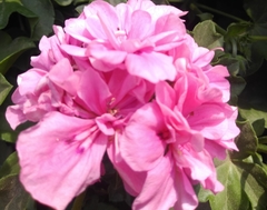 Pelargonium