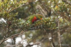 Neopsittacus pullicauda