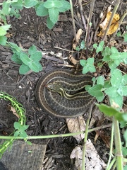 Thamnophis sirtalis