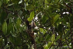 Daphoenositta papuensis