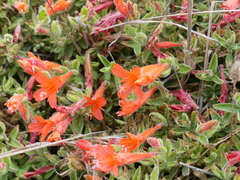 Epilobium septentrionale