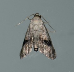 Abablemma duomaculata