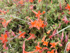 Epilobium septentrionale