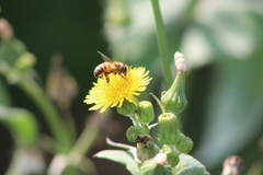 Apis mellifera