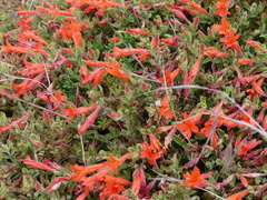 Epilobium septentrionale