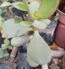 Crassulaceae