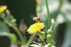 Apis mellifera