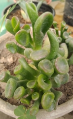 Magnoliopsida