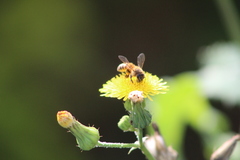 Apis mellifera