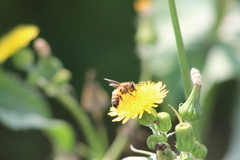 Apis mellifera