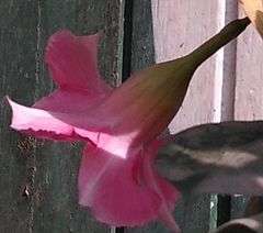 Angiospermae