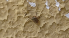 Metcalfiella
