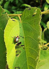 Pilolabus viridans