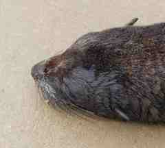 Arctocephalus pusillus