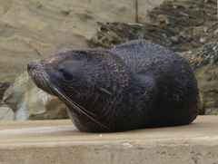 Arctocephalus pusillus