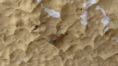 Metcalfiella