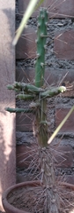 Cactaceae