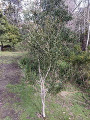Melaleuca pallida