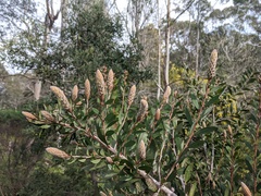 Melaleuca pallida