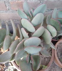 Crassulaceae