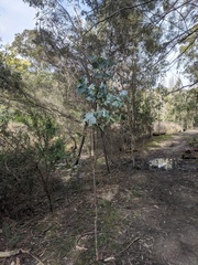 Eucalyptus globulus globulus