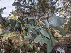 Eucalyptus globulus globulus