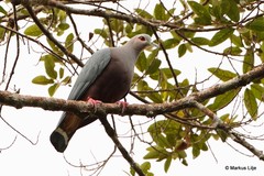 Ducula pinon