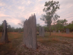 Amitermes meridionalis