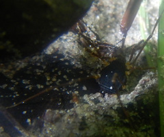 Assamiidae