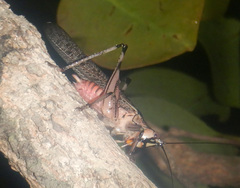 Nicsara