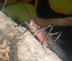 Nicsara