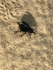 Scyphophorus