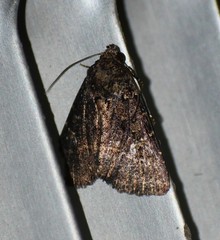 Condica albigera