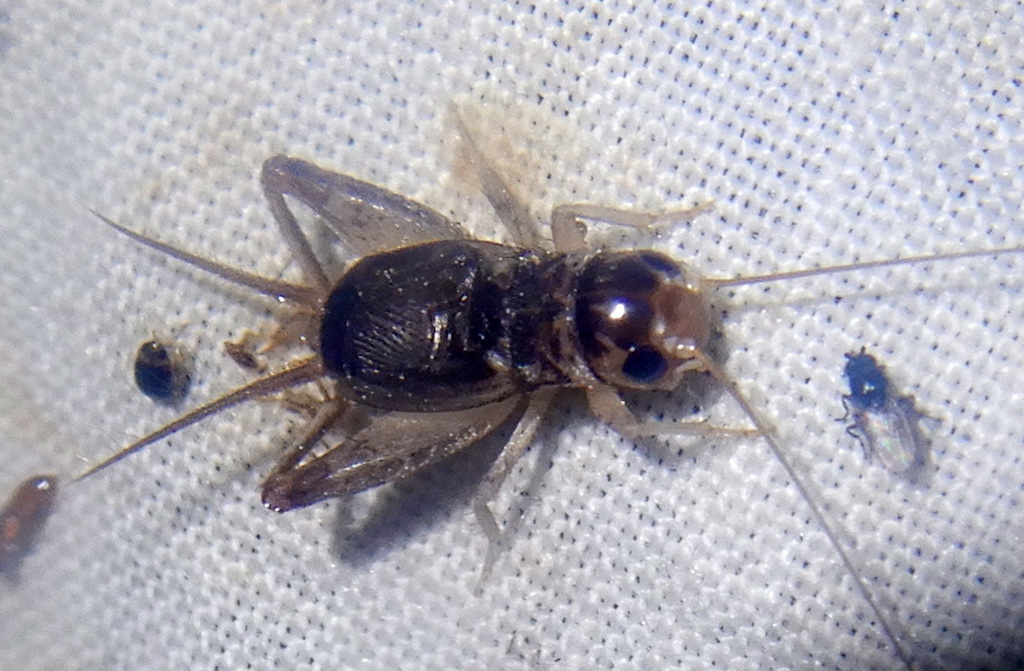 Tumpalia